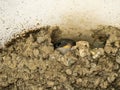 Barn swallow chick Royalty Free Stock Photo