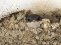 Barn swallow chick Royalty Free Stock Photo