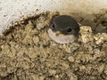 Barn swallow chick Royalty Free Stock Photo