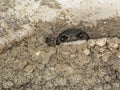 Barn swallow chick Royalty Free Stock Photo