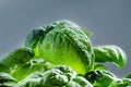 Detail of basil plant with drop of water on a leaves. Fresh, organic herbs. Cooking ingredients. Ocimum basilicum Royalty Free Stock Photo