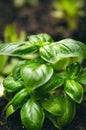 Detail of basil plant with drop of water on a leaves. Fresh, organic herbs. Cooking ingredients. Ocimum basilicum Royalty Free Stock Photo