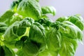 Detail of basil plant with drop of water on a leaves. Fresh, organic herbs. Cooking ingredients. Ocimum basilicum Royalty Free Stock Photo