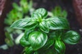 Detail of basil plant with drop of water on a leaves. Fresh, organic herbs. Cooking ingredients. Ocimum basilicum Royalty Free Stock Photo