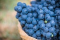 Detail of a basket with grapes. Harvest of blue grape. Food, burgundy. Autumn in the garden.