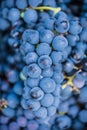 Detail of a basket with grapes. Harvest of blue grape. Food, burgundy. Autumn in the garden.