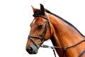 Detail of bautiful english horse Royalty Free Stock Photo