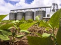 Detail of bean plant in field with storage silo background