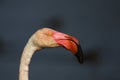 Detail of beatutiful rose head of greater flamingos Phoenicopterus roseus with dark background