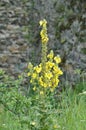 Aaron s Rod - Common Mullein