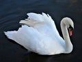 Beautiful adult swan is floating in lake.