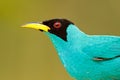 Detail of beautiful bird. Green Honeycreeper, Chlorophanes spiza, exotic tropic malachite green and blue bird form Costa Rica. Tan