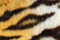 Detail of beautiful black stripes on tiger pelt Royalty Free Stock Photo