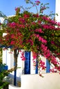 Detail of a beautiful bouganvillae in September in Parikia, on the island of Paros Royalty Free Stock Photo