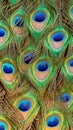 detail of the beautiful and colorful plumage of a peacock. Royalty Free Stock Photo