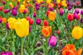 Detail of beautiful and colorful spring tulip garden Royalty Free Stock Photo