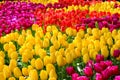 Detail of beautiful colorful tulips. The flowers have amazing yellow, red or pink colors. Bed of flowers. Spring concept. Holland