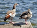 Beautiful couple of geese are standing on bank of lake. Royalty Free Stock Photo