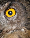 Detail of the beautiful eye of a Spanish eagle owl Royalty Free Stock Photo