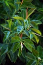 Detail of a beautiful ficus in a garden of Agios Nikolaos