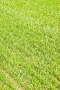 Detail of a beautiful field of cultivated fresh grass