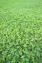 Detail of a beautiful fresh and green clover field Royalty Free Stock Photo