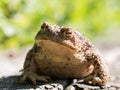 The common toad frog, European toad bufo bufo is an amphibian found throughout most of Europe Royalty Free Stock Photo