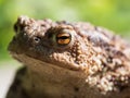 The common toad frog, European toad bufo bufo is an amphibian found throughout most of Europe Royalty Free Stock Photo