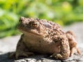 The common toad frog, European toad bufo bufo is an amphibian found throughout most of Europe Royalty Free Stock Photo