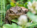 The common toad frog, European toad bufo bufo is an amphibian found throughout most of Europe Royalty Free Stock Photo