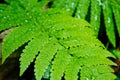 Detail of a beautiful green leaf of Water Droplets on Fern Royalty Free Stock Photo