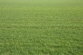 Detail of a beautiful green mowed lawn in a natural parkland