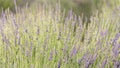 Detail of a beautiful lavender field with warm color tones Royalty Free Stock Photo