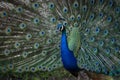 Detail of a beautiful male peacock Royalty Free Stock Photo