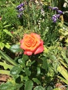 Orange rose