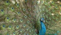 Detail of beautiful peacock with feathers Royalty Free Stock Photo