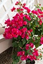 Detail of beautiful red Bougainvillea flowers Royalty Free Stock Photo