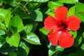 Detail of a beautiful red hibiscus in a garden of Agios Nikolaos Royalty Free Stock Photo