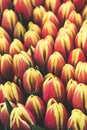 Detail of beautiful red yellow tulips. Bouquet of flowers. Picture from above. Tulips filter. Holland concept, amazing flowers