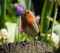 Beautiful robin with closed beak is standing on tree stump.