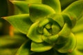 A detail of a beautiful succulent plant called echeveria.