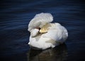Beautiful swan is ruffling its wing.