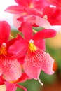 Beautiful tender orchid flower