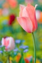 Detail beautiful tulip