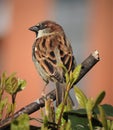 Beautiful view on sparrow with closed beak standing on dark brown branch with green leaves.