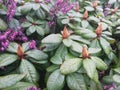 Rhododendron and Erica Heather Plants