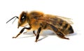 Detail of bee or honeybee , Apis Mellifera