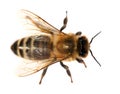 Detail of bee or honeybee , Apis Mellifera