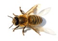 Detail of bee or honeybee , Apis Mellifera