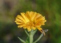 Yellow flower  and honey bee Royalty Free Stock Photo